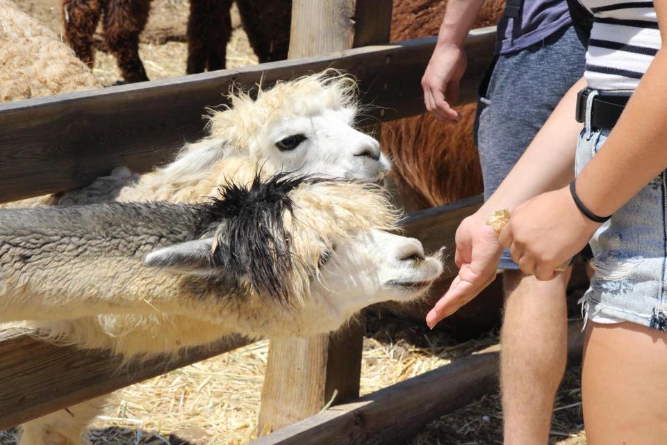 צילום: פייסבוק חוות האלפקות 