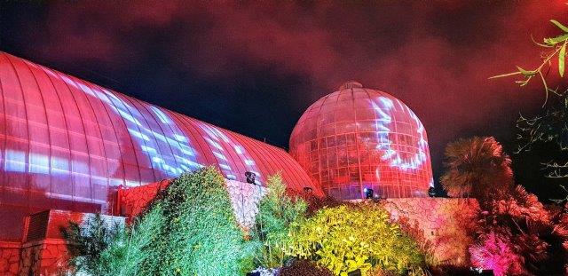 תום עמית