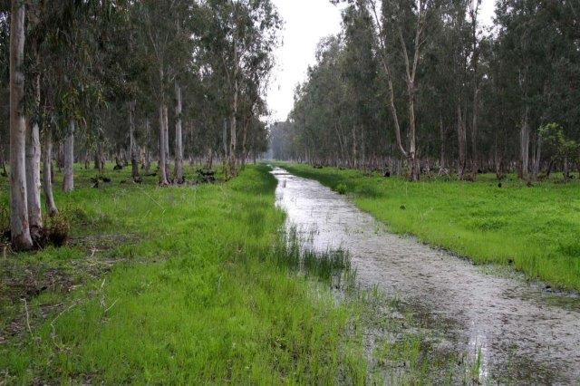 יער חדרה צילום: יעקב שקולניק/ארכיון הצילומים של קק"ל