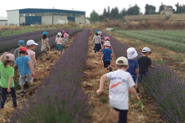 לא רק בפרובאנס: פריחת הלוונדר במושב שעל ברמת הגולן