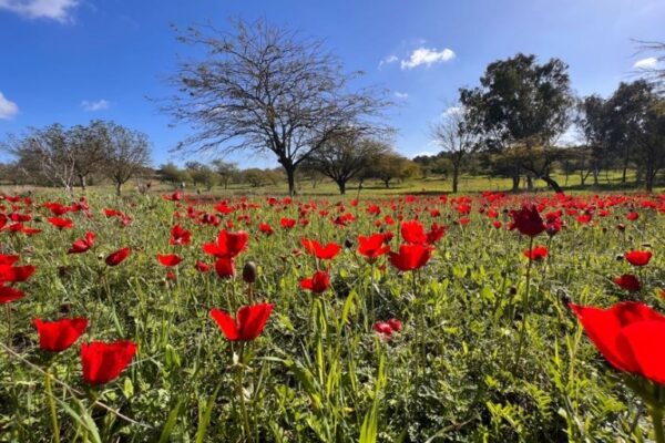 עוד לא התחיל וכבר נגמר: דרום אדום בוטל בעקבות מחאת תושבי העוטף ומשפחות החטופים