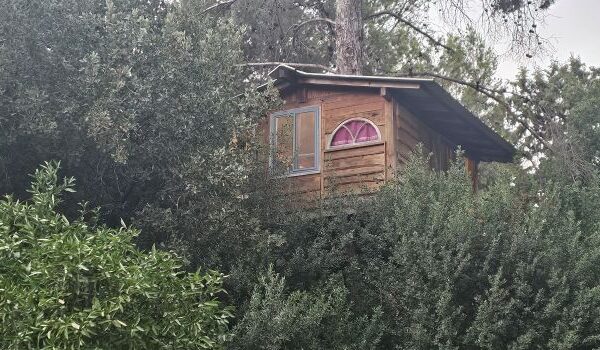 להתמזג עם הטבע: 24 שעות בבית על עץ