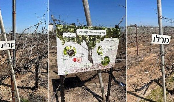 הירוק היום ירוק מאוד: פסטיבל "ירוק ולא רחוק" בשפלת יהודה