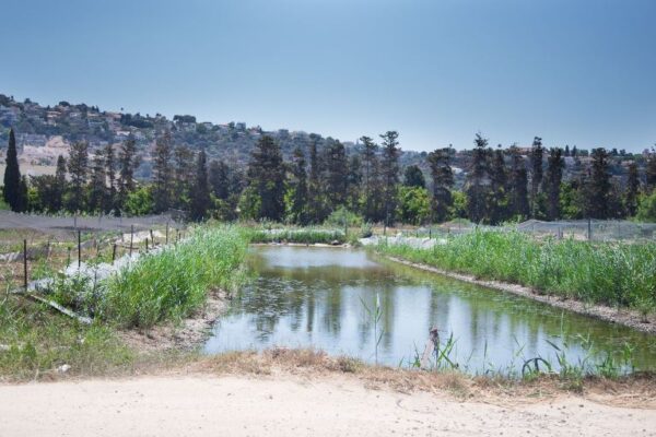 אל תחלפו על פניו: מעיין צבי – קיבוץ מסקרן שתוכלו לבלות בו יום שלם